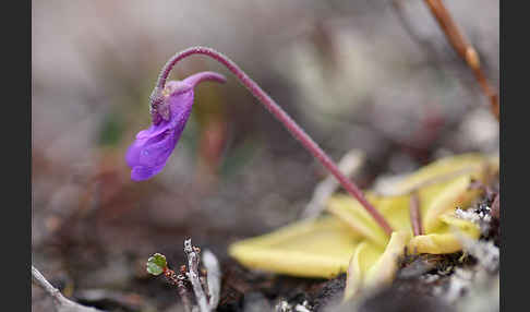 Gemeines Fettkraut (Pinguicula vulgaris)