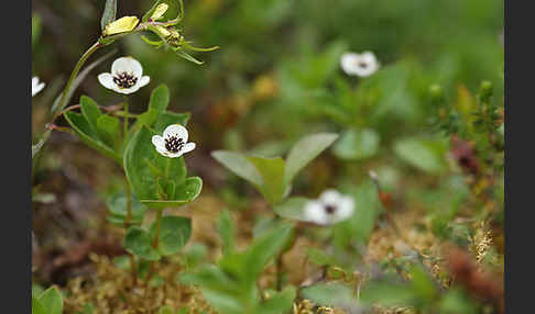 Schwedischer Hartriegel (Cornus suecica)