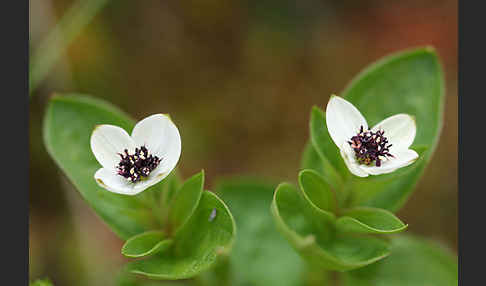 Schwedischer Hartriegel (Cornus suecica)