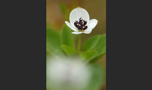 Schwedischer Hartriegel (Cornus suecica)