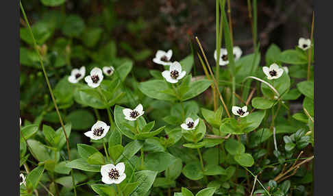 Schwedischer Hartriegel (Cornus suecica)