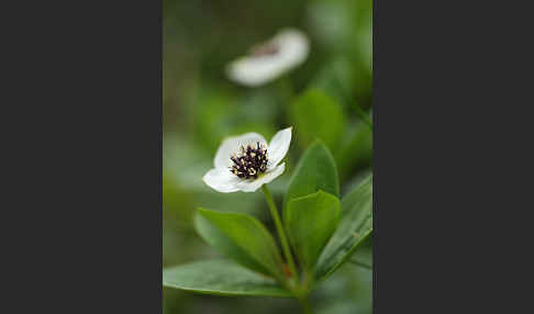 Schwedischer Hartriegel (Cornus suecica)