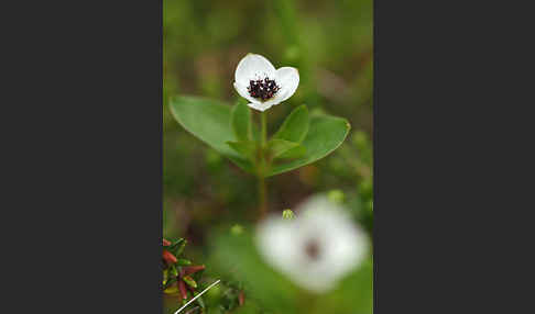 Schwedischer Hartriegel (Cornus suecica)