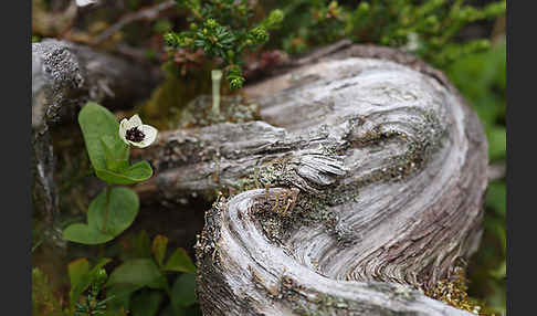 Schwedischer Hartriegel (Cornus suecica)