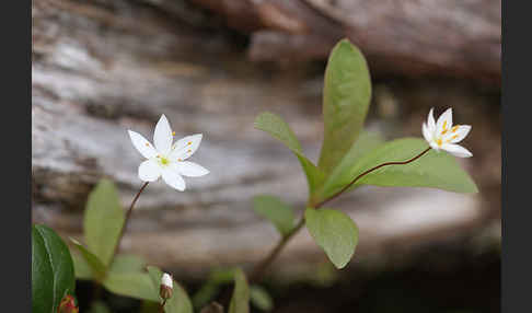 Europäischer Siebenstern (Trientalis europaea)