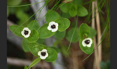 Schwedischer Hartriegel (Cornus suecica)