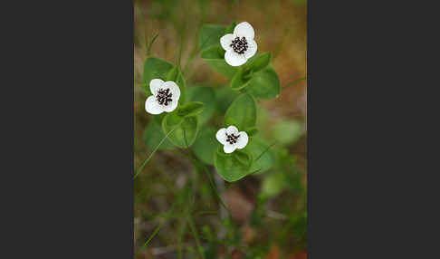 Schwedischer Hartriegel (Cornus suecica)