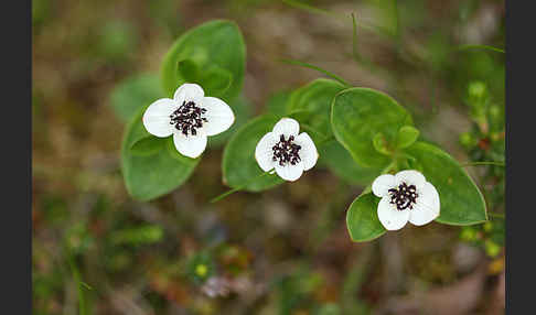 Schwedischer Hartriegel (Cornus suecica)