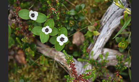 Schwedischer Hartriegel (Cornus suecica)