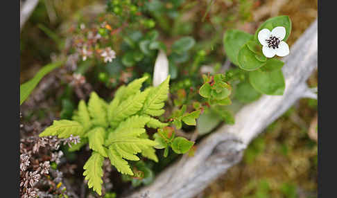 Schwedischer Hartriegel (Cornus suecica)