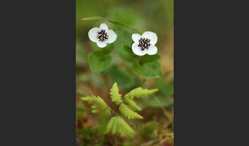 Schwedischer Hartriegel (Cornus suecica)