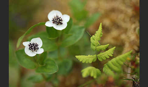 Schwedischer Hartriegel (Cornus suecica)