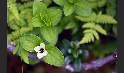 Schwedischer Hartriegel (Cornus suecica)