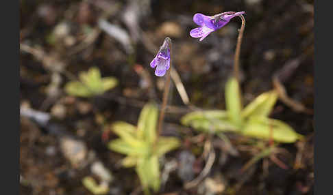 Gemeines Fettkraut (Pinguicula vulgaris)