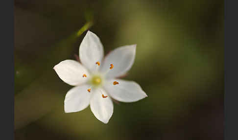 Europäischer Siebenstern (Trientalis europaea)