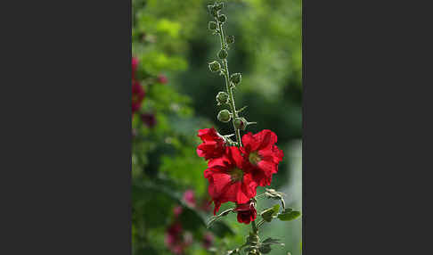 Stockrose (Alcea rosea)