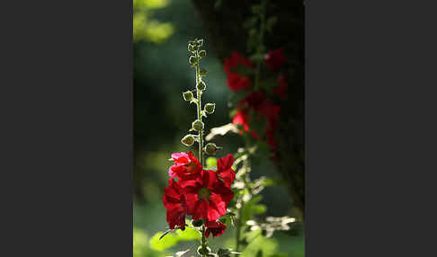 Stockrose (Alcea rosea)