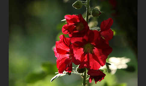 Stockrose (Alcea rosea)