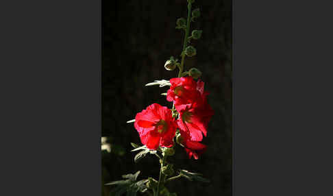 Stockrose (Alcea rosea)