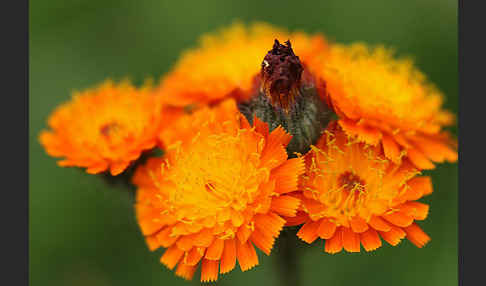 Orangerotes Habichtskraut (Hieracium aurantiacum)