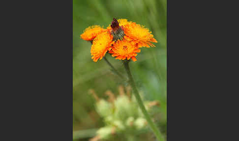 Orangerotes Habichtskraut (Hieracium aurantiacum)