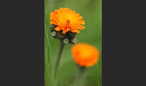 Orangerotes Habichtskraut (Hieracium aurantiacum)