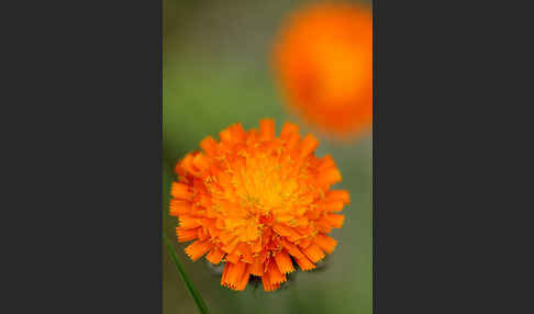 Orangerotes Habichtskraut (Hieracium aurantiacum)