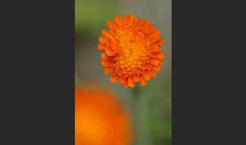 Orangerotes Habichtskraut (Hieracium aurantiacum)