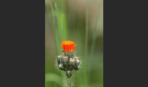 Orangerotes Habichtskraut (Hieracium aurantiacum)