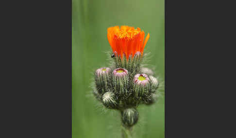 Orangerotes Habichtskraut (Hieracium aurantiacum)