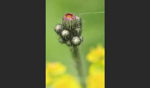 Orangerotes Habichtskraut (Hieracium aurantiacum)