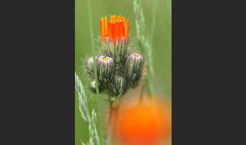 Orangerotes Habichtskraut (Hieracium aurantiacum)