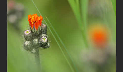 Orangerotes Habichtskraut (Hieracium aurantiacum)