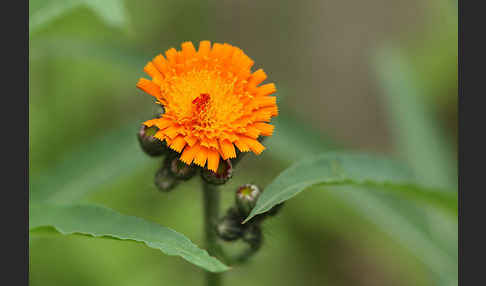 Orangerotes Habichtskraut (Hieracium aurantiacum)