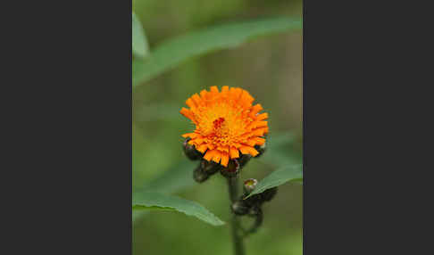 Orangerotes Habichtskraut (Hieracium aurantiacum)