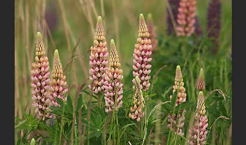 Stauden-Lupine (Lupinus polyphyllus)