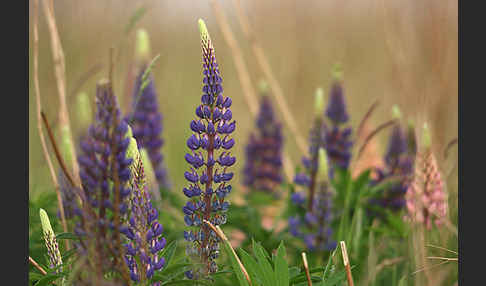 Stauden-Lupine (Lupinus polyphyllus)