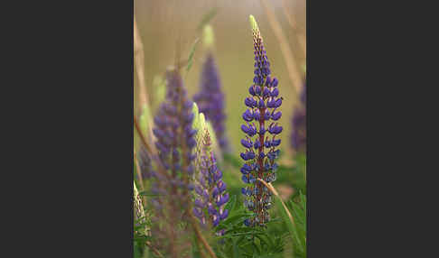 Stauden-Lupine (Lupinus polyphyllus)