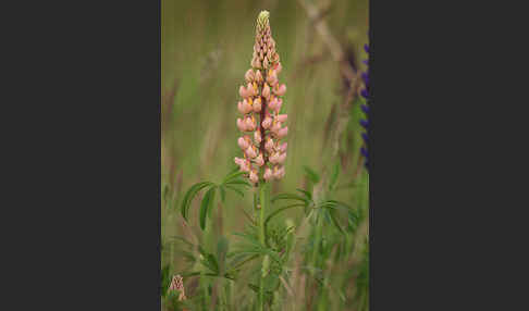 Stauden-Lupine (Lupinus polyphyllus)