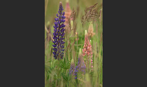 Stauden-Lupine (Lupinus polyphyllus)