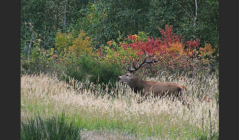 Rotwild (Cervus elaphus)