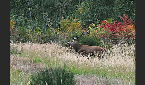 Rotwild (Cervus elaphus)