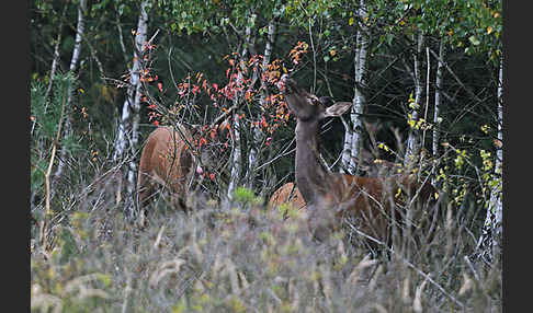 Rotwild (Cervus elaphus)