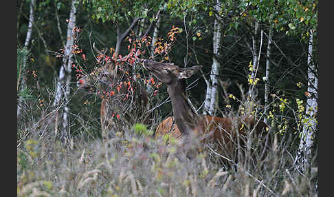 Rotwild (Cervus elaphus)