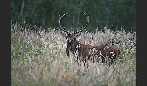 Rotwild (Cervus elaphus)