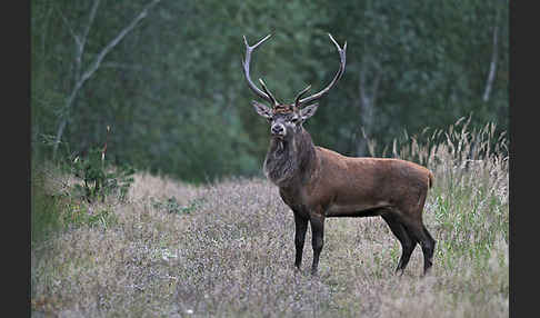 Rotwild (Cervus elaphus)