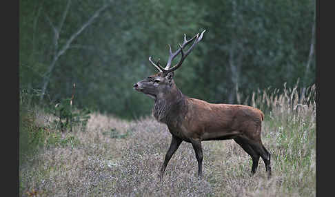 Rotwild (Cervus elaphus)