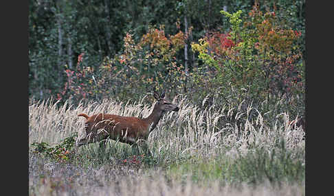 Rotwild (Cervus elaphus)