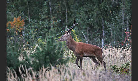 Rotwild (Cervus elaphus)