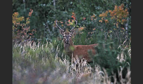 Rotwild (Cervus elaphus)